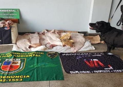 Carne de animais silvestres são apreendidas em embarcação no Amazonas 