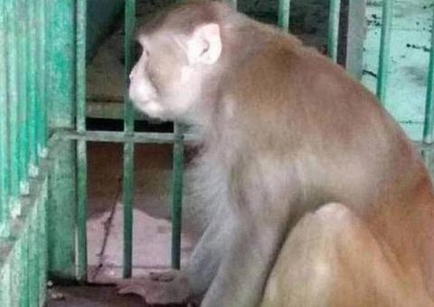 Macaco surta ao ter crise de abstinência, mata uma pessoa e deixa outras 250 feridas