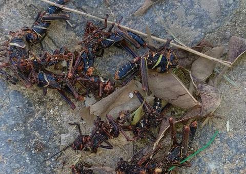 Gafanhotos aparecem em cidades no Brasil e preocupa população