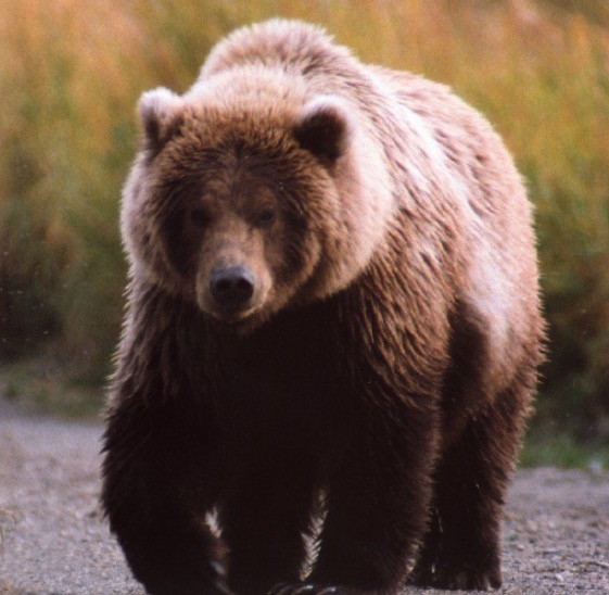 Urso é condenado à pena de morte por atacar humanos 