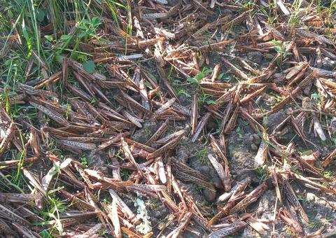 Inseticidas reduzem nuvem de gafanhotos que se aproxima do Brasil 