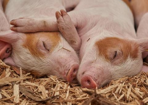 Cientistas chineses identificam novo vírus da gripe em porcos