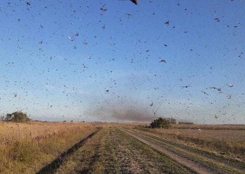 Governo estabelece estratégias para combater nuvem de gafanhotos no Brasil 
