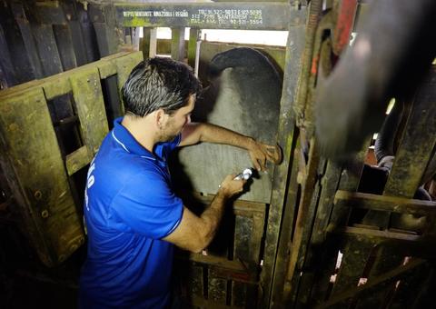 Segunda etapa da campanha ‘Amazonas sem Febre Aftosa’ é adiada 