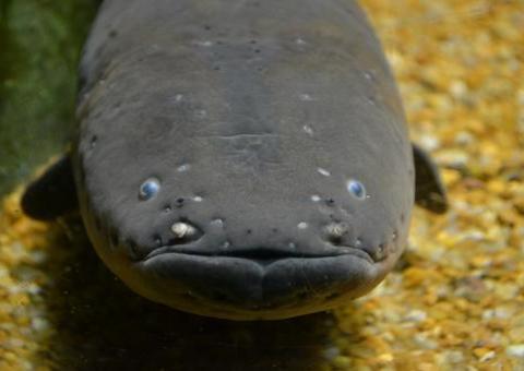 Crianças são encontradas mortas após suposto ataque de peixe-elétrico 