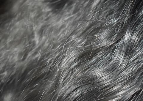 Veja dicas para se livrar dos cabelos brancos usando abacate 