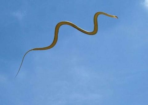 Cobras que voam chocam cientistas; veja vídeo