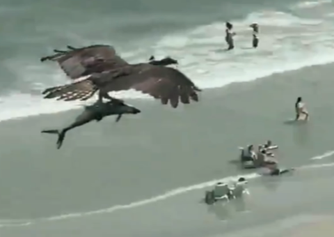 Vídeo impressionante flagra águia carregando tubarão 