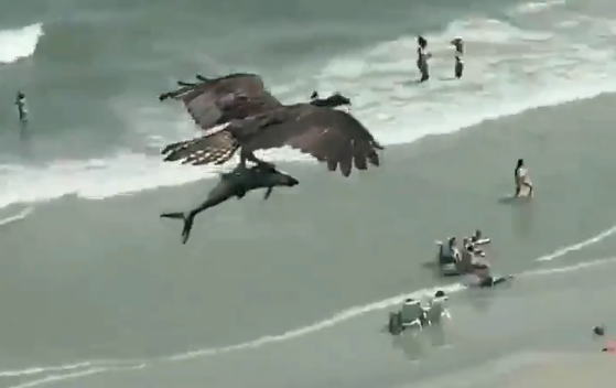 Vídeo impressionante flagra águia carregando tubarão 