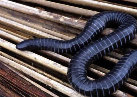 Espécie brasileira de cobra-cega tem glândulas de veneno similares às de serpentes