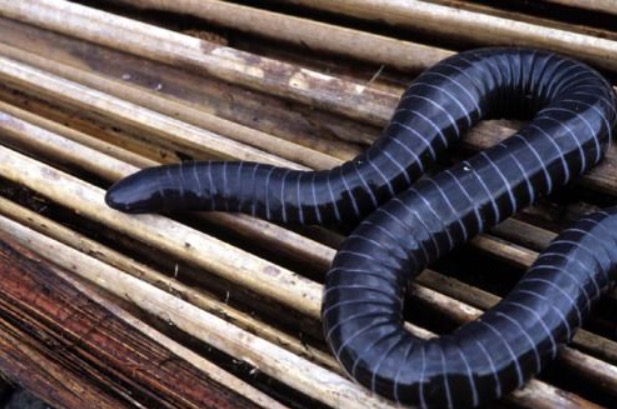 Espécie brasileira de cobra-cega tem glândulas de veneno similares às de serpentes
