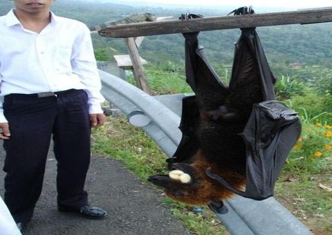 Conheça o morcego gigante que faz sucesso na internet