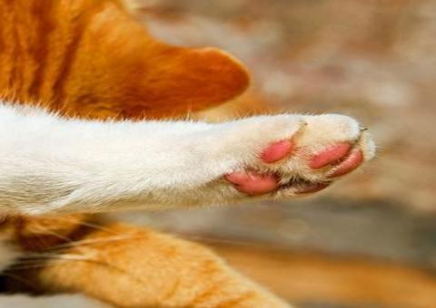 Rubble, o 'gato mais velho do mundo' morre na Inglaterra