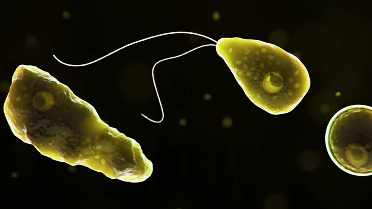 Caso incomum de ameba que destrói cérebro é confirmado na América