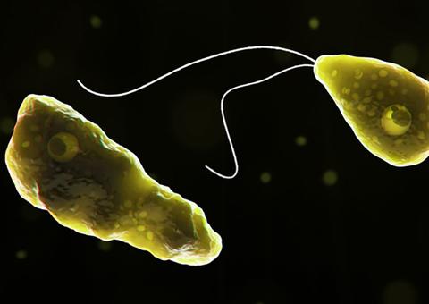 Caso incomum de ameba que destrói cérebro é confirmado na América