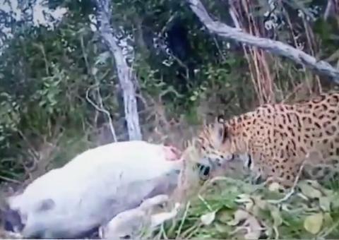 Em vídeo, onça-pintada surge abocanhando presa em fazenda