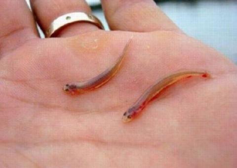 Candiru, o peixe assassino que pode entrar na sua vagina, pênis e até ânus