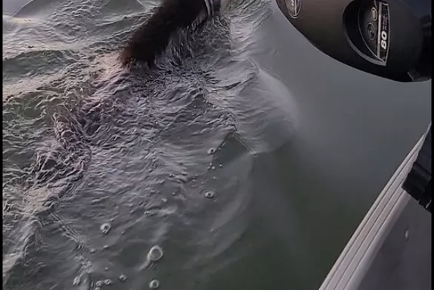 Urso nada com pote preso na cabeça e família salva animal