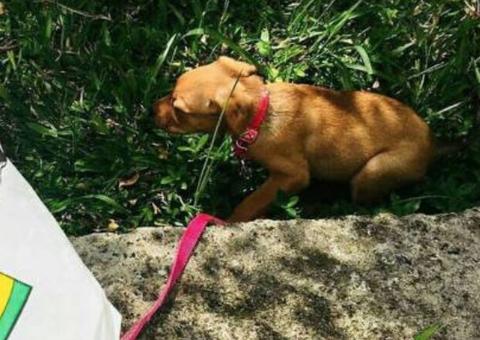 Empresa lança sacos para cocô de cachorro com rosto de Bolsonaro e anúncios ousados