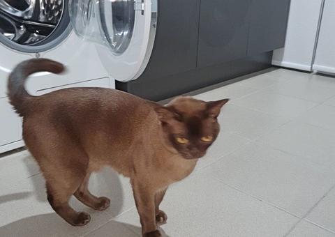 Gato dorme dentro de máquina durante processo de lavagem de roupas