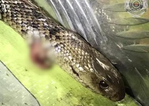 Com carro em movimento, motorista é atacado e luta com cobra venenosa 