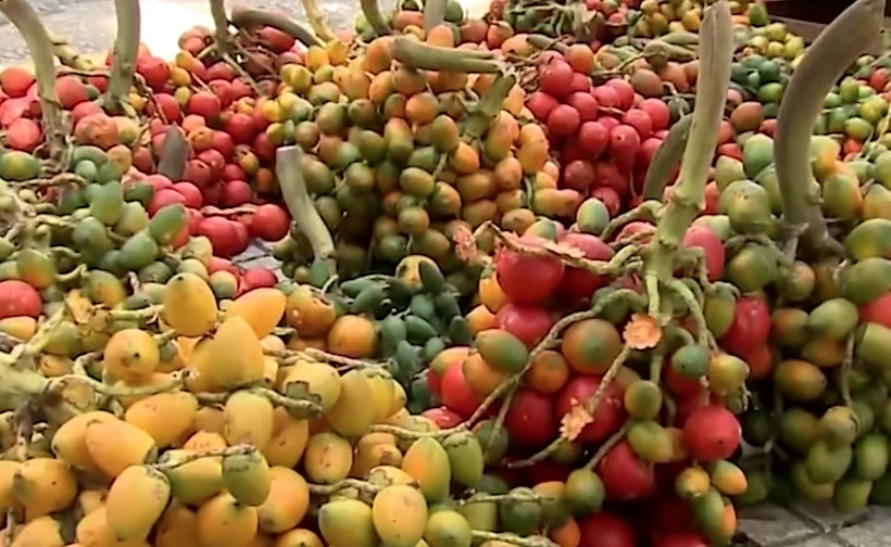 Pupunha é a melhor amiga da visão; veja benefícios