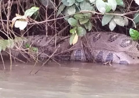 Cobra gigante é flagrada após comer capivara; veja vídeo