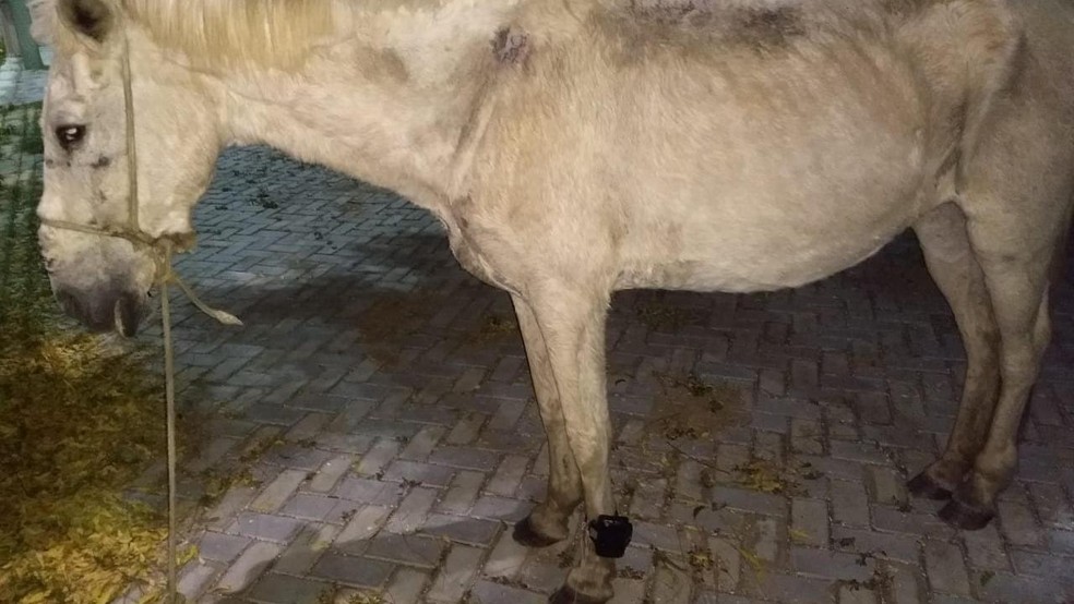 Cavalo é flagrado usando tornozeleira eletrônica; Veja foto 
