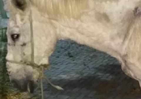 Cavalo é flagrado usando tornozeleira eletrônica; Veja foto 