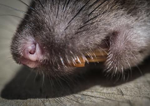 Peste Negra na China está ligada ao consumo de roedores