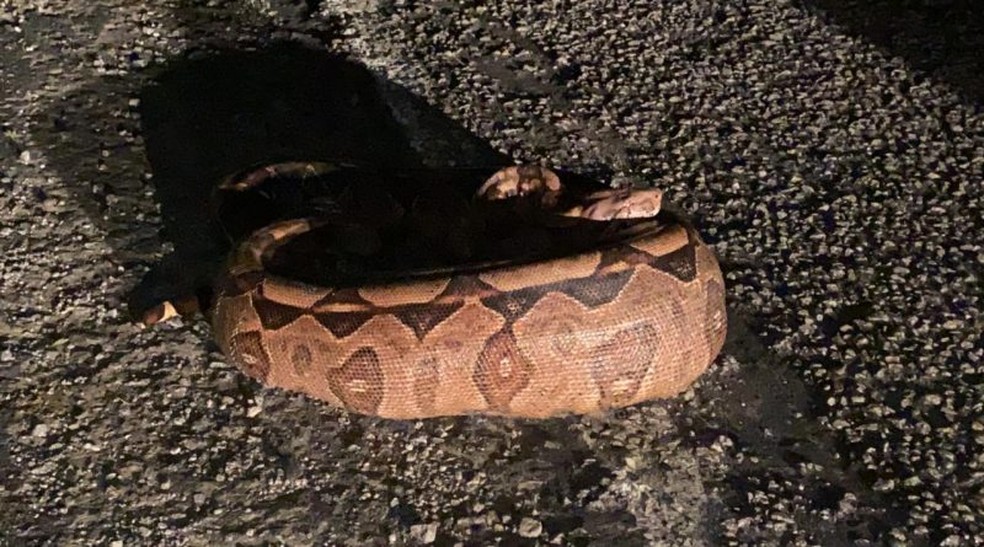 Cobra de 3 metros é encontrada em terreno após engolir cachorro 