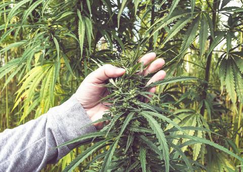 Óleo  de maconha será testado em tratamento de estresse