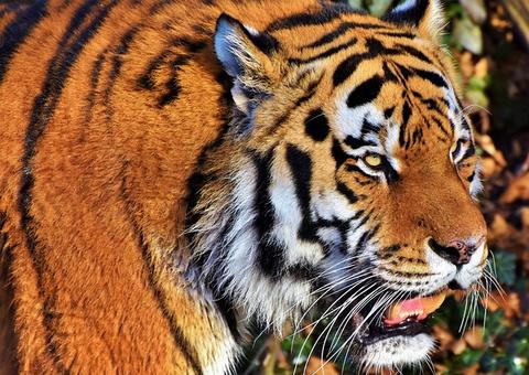 Tigre mata cuidadora de 55 anos na frente de visitantes em zoológico de Zurique
