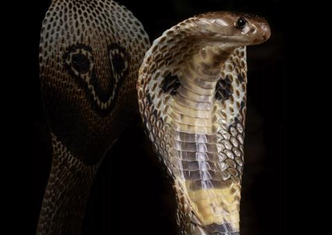 Universitário fica em estado grave ao ser mordido por cobra Naja que ele criava