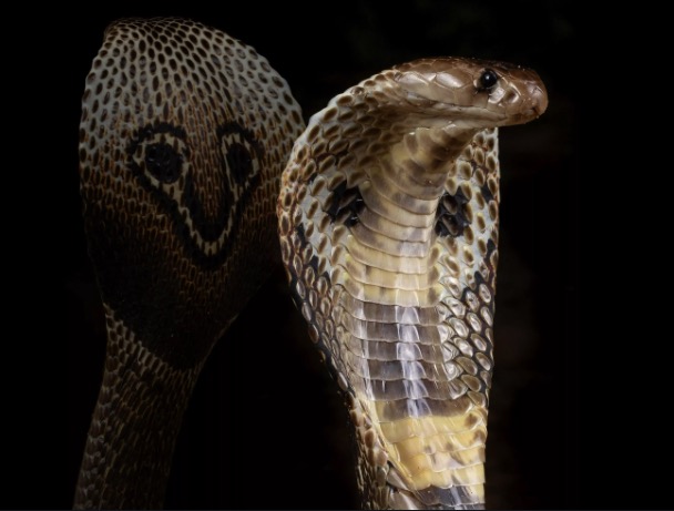 Universitário fica em estado grave ao ser mordido por cobra Naja que ele criava