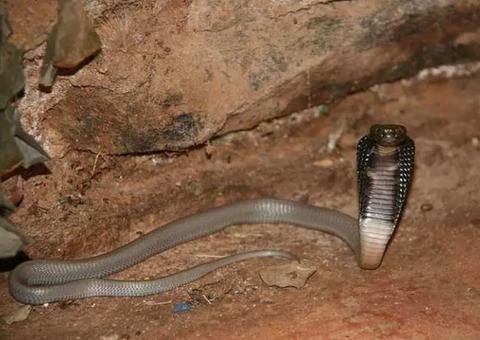 Naja que picou estudante de veterinária está desaparecida 