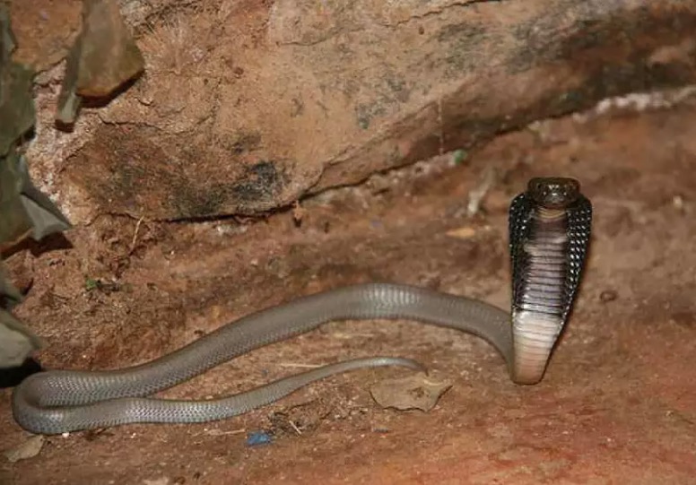 Naja que picou estudante de veterinária está desaparecida 