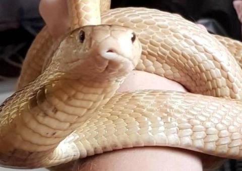 Após buscas, cobra Naja é encontrada próximo de shopping 