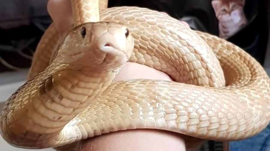Após buscas, cobra Naja é encontrada próximo de shopping 