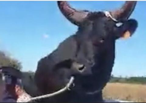 Touro de 400 kg é flagrado andando de carro conversível