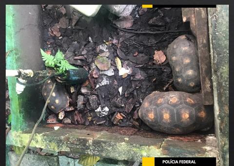 PF resgata animais silvestres em casa de luxo em Manaus; uma pessoa foi presa 