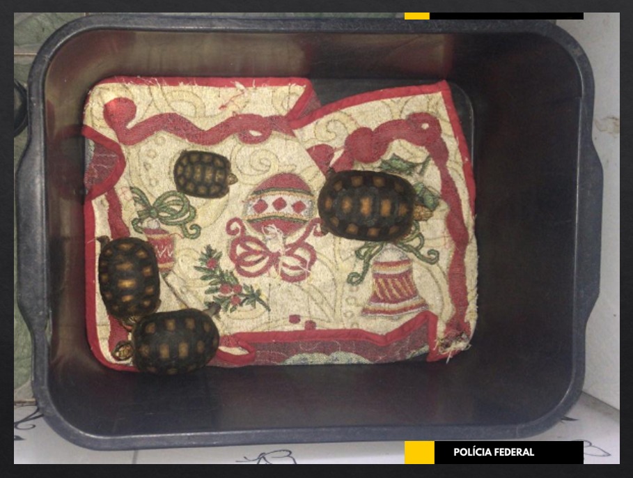 PF resgata animais silvestres em casa de luxo em Manaus; uma pessoa foi presa 