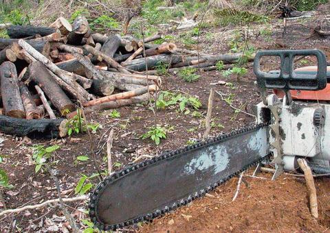 Aplicativo permite denúncias de crimes ambientais na Amazônia