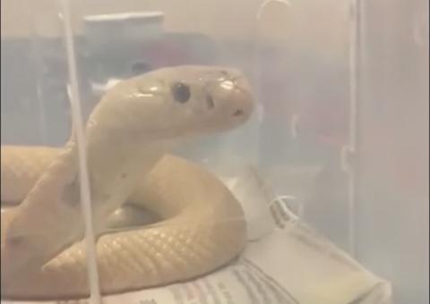 Amigo soltou cobra Naja perto de shopping após estudante ser picado
