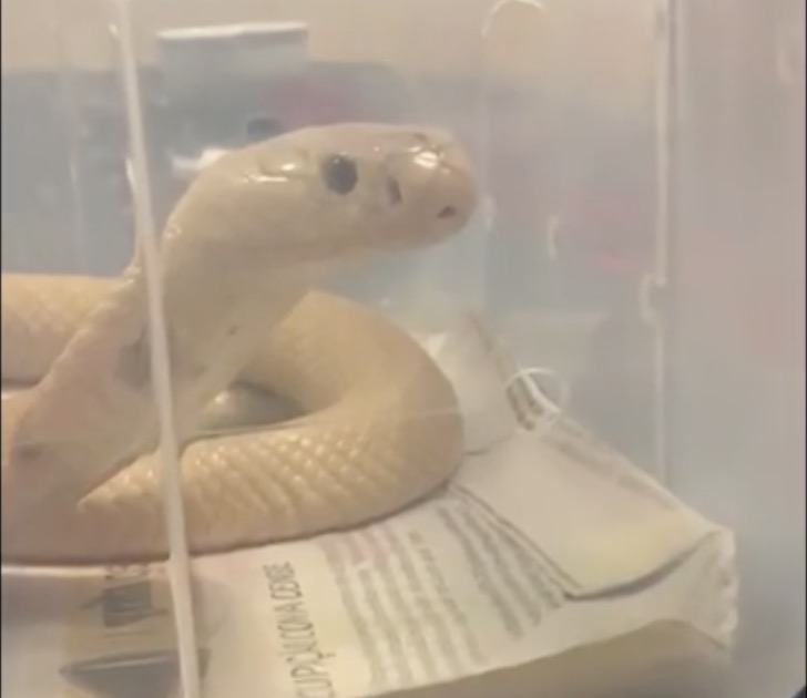 Amigo soltou cobra Naja perto de shopping após estudante ser picado