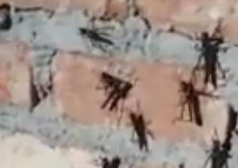 Invasão de gafanhotos é registrada na Bahia; veja vídeo