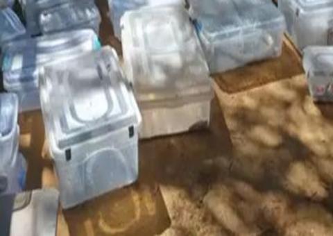 Após ataque de naja, quase 20 cobras exóticas são encontradas em criadouro clandestino