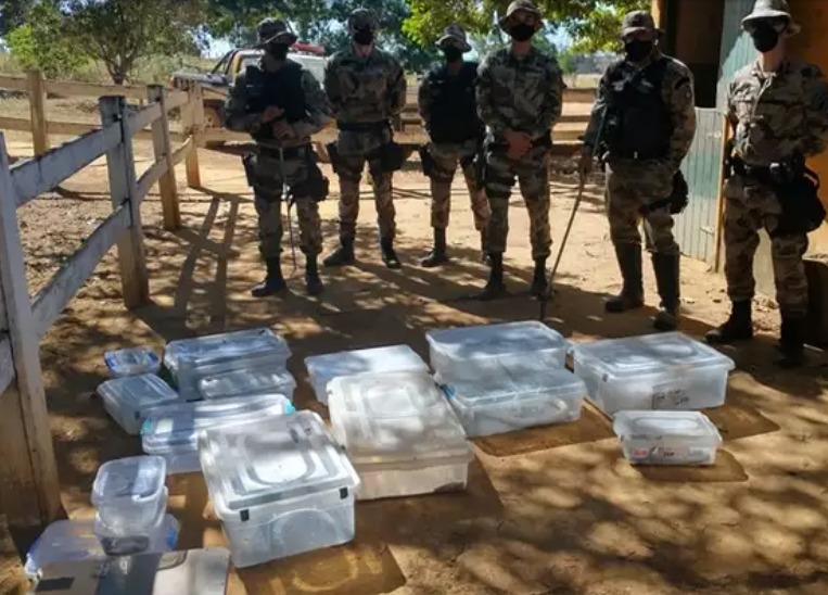 Após ataque de naja, quase 20 cobras exóticas são encontradas em criadouro clandestino