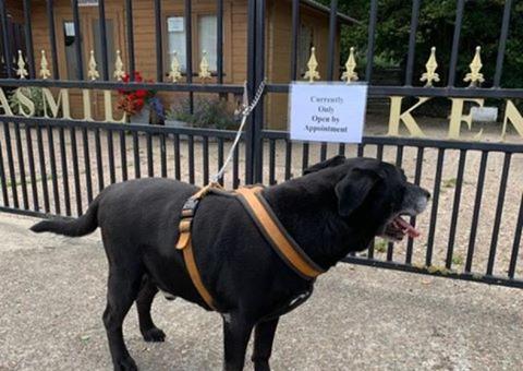 Cachorro é abandonado ao lado de bilhete de 'cortar o coração'