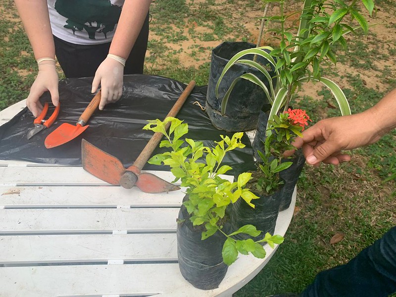 Videoaulas do 'Minicursos On-line’ dá dicas sobre jardinagem em Manaus